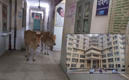 শেরপুরে হাসপাতালের ভেতরে গরুর বিচরণ! 