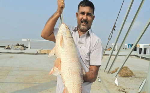 রাজবাড়ীতে ১৬ কেজির রুই মাছ ৫৬ হাজার টাকায় বিক্রি 