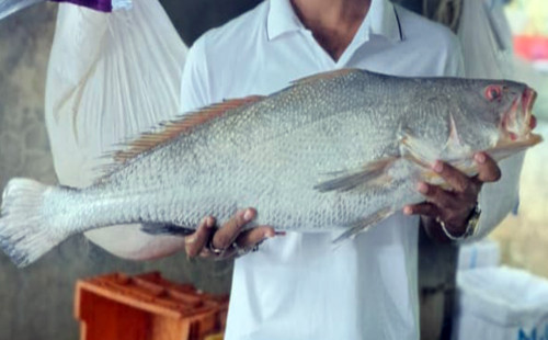 ৮০ হাজারে বিক্রি বিরল প্রজাতির কালো পোয়া 