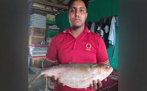 সাড়ে ১২ হাজার টাকায় বিক্রি হলো ৩ কেজির ইলিশ 