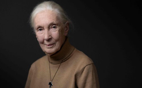 মারা গেছেন জেন গুডঅল 