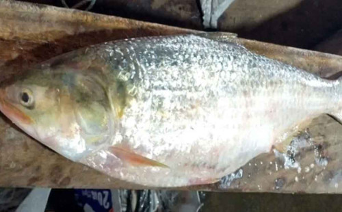 এক ইলিশ ১০ হাজার টাকায় বিক্রি 