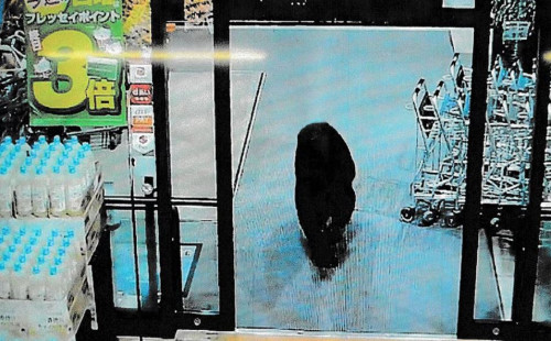 জাপানে সুপারমার্কেটে ভালুকের হামলা 