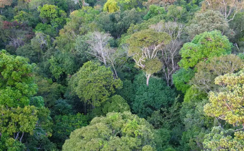 আমাজন বন উজাড় কমেছে 