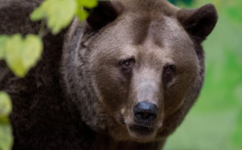 স্লোভাকিয়ায় ভালুক নিধন,  গ্রিনপিসের অভিযোগ 