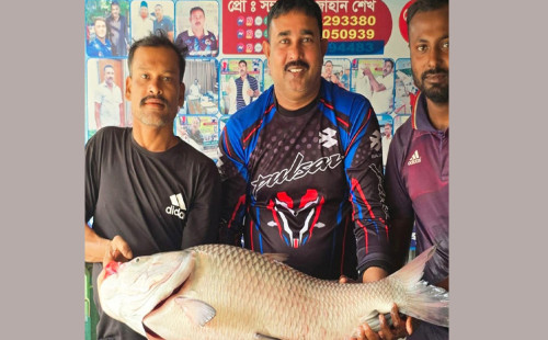 রাজবাড়ীতে পদ্মার এক কাতল ৫২ হাজারে বিক্রি 