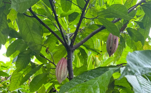 লাইবেরিয়ায় বন উজাড়ের দায় চকলেট ব্র্যান্ডের 