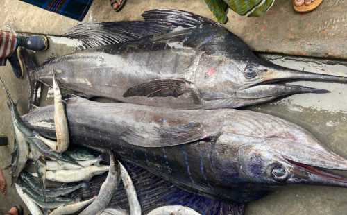 কুয়াকাটায় ১৬০ কেজি ওজনের দুই পাখি মাছ 