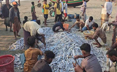 টেকনাফে এক জালেই ১০৯ মণ মাছ ধরা পড়ল 