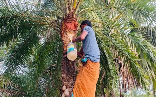 নিপাহ ভাইরাসে সংক্রমণে মৃত্যুহার শতভাগে পৌঁছেছে 