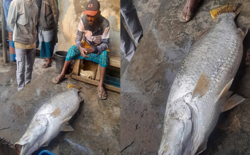 সাগরে ভেসে আসা সাড়ে ২২ কেজির কোরাল, ১৯ হাজারে  বিক্রি 