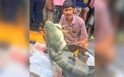 গাইবান্ধায় ধরা পড়ল ৯০ কেজির বাঘাইড় 