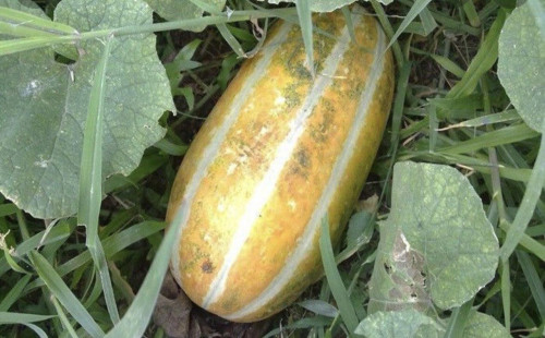 জেনে নিন বাঙ্গি খাওয়ার উপকারিতা