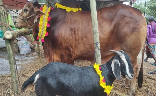 দেশে কমেছে গরু-ছাগল 